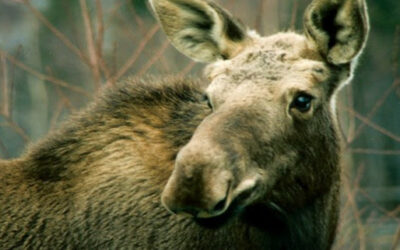 Moose in the Neighborhood