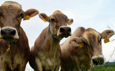 USDA loan benefits new devotee farmers in Gita Nagari area